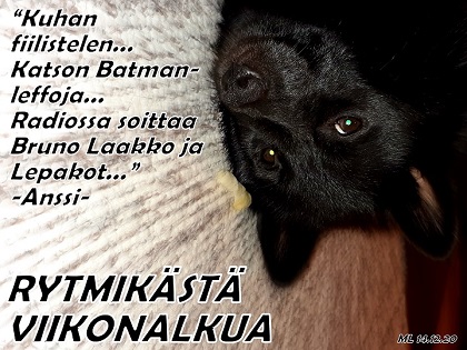 koira, Bruno Laakko, lepakko, Batman, kuva: Martti Linna