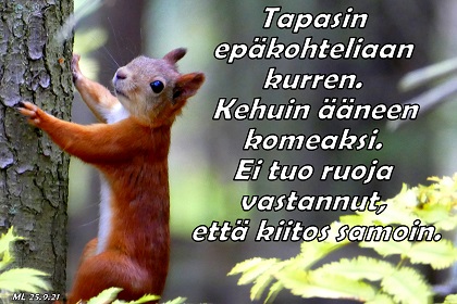 Orava kuusen kyljellä, kuvaaja Martti Linna