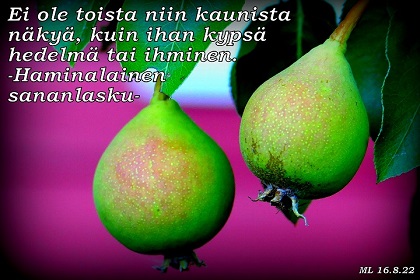 Haminalainen sananlasku, päärynä, Kuva: Martti Linna